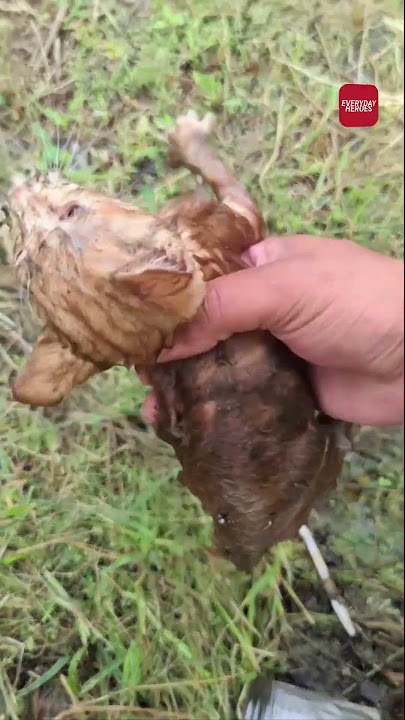 Kitten saved from drowning in rain water | Everyday Heroes