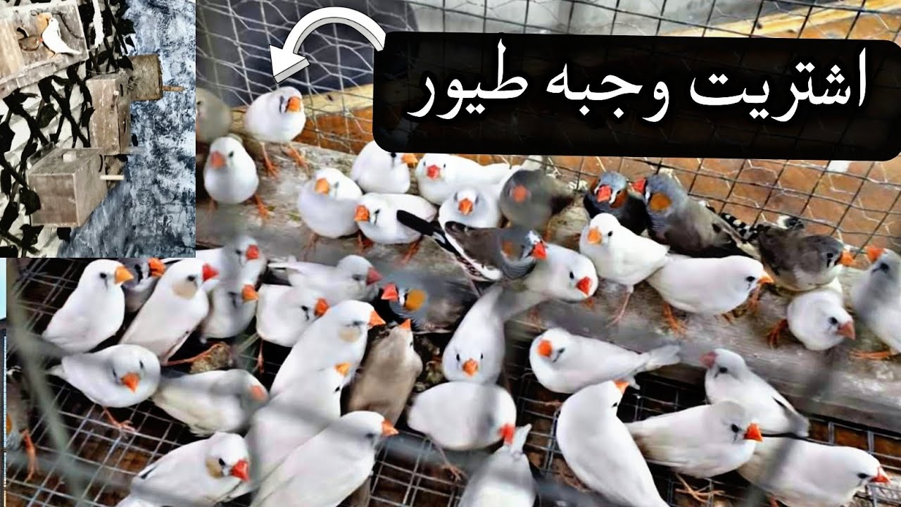 اشتريت وجبتين طيور فناجس(الزيبرا)جامبو+فتح اعشاش شوفو الانتاج☺