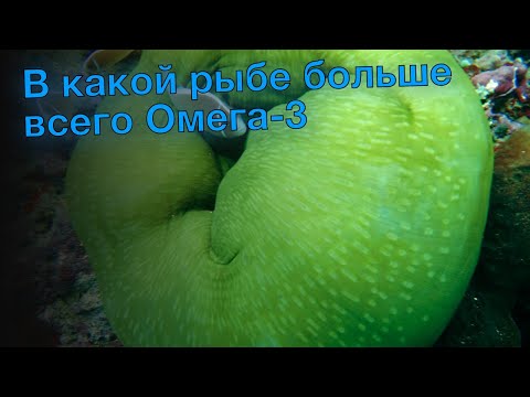 В какой рыбе больше всего Омега-3