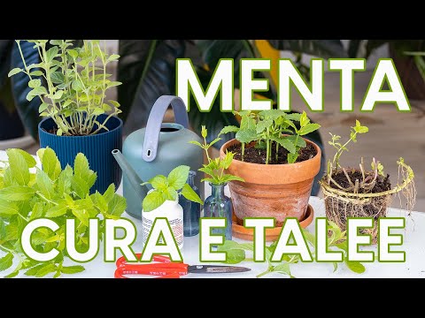 Video: Puoi mangiare la mentha longifolia?