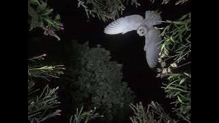 انا نجم / امير عيد (بطيء)