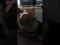 Mi gatito bonito