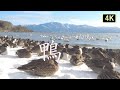 【手持ち4K鴨動画】鴨いっぱい、鴨の鳴き声。途中から白鳥も