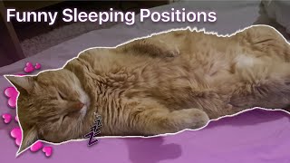 Funny Cats Sleeping Positions Compilation