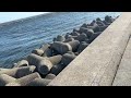釣り場探索　幕張海浜公園前　浜田川