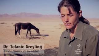 The Wild Horses of the Namib - THE NAMIBIA WILD HORSES FOUNDATION