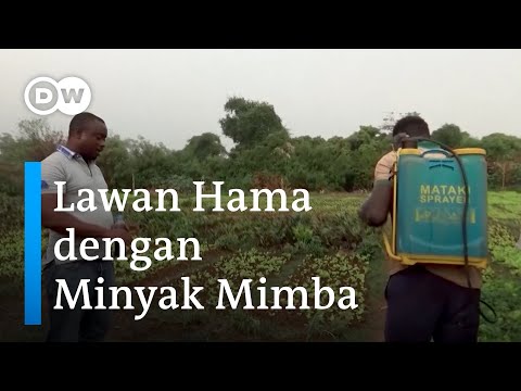 Video: Kegunaan Minyak Mimba: Menggunakan Insektisida Minyak Mimba Di Kebun