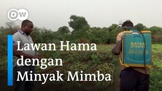 Minyak Mimba Alternatif Pestisida yang Ampuh Basmi Rayap di Mali
