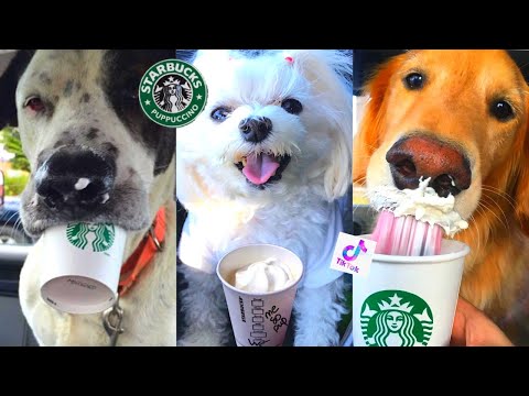 Dogs Puppuccino Starbucks (Compilation) TikTok