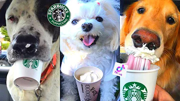 ¿Cuánto cuesta un Puppuccino en Starbucks?