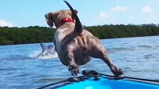 Animaux drôles frais échoue Décembre 2018 - Chiens...
