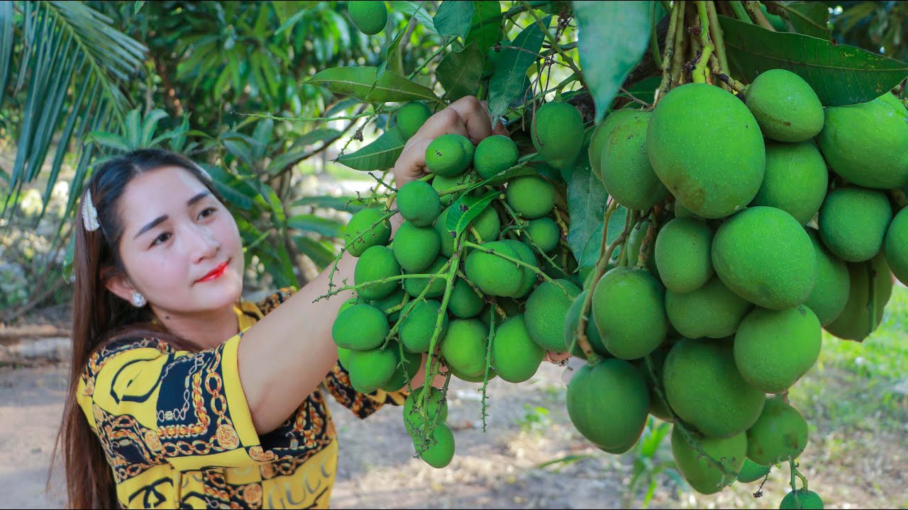 Pick young mango at home | Eating sour raw mango with spicy fish past - YouTube