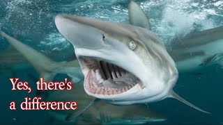 Shark Bite vs Shark Attack @Sharktoz