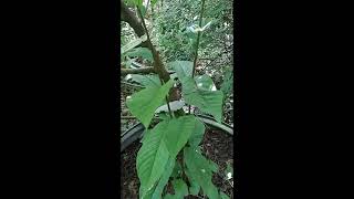 August 4 checking status of pawpaw to see if they are nearing harvest: pawpaw info in description