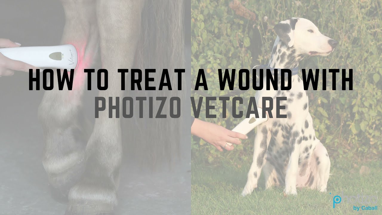 How To Treat WOUNDS With Photizo VETCARE