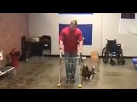 Dog fails service dog test. And I mean he failed every,  single, test😂😂🤣