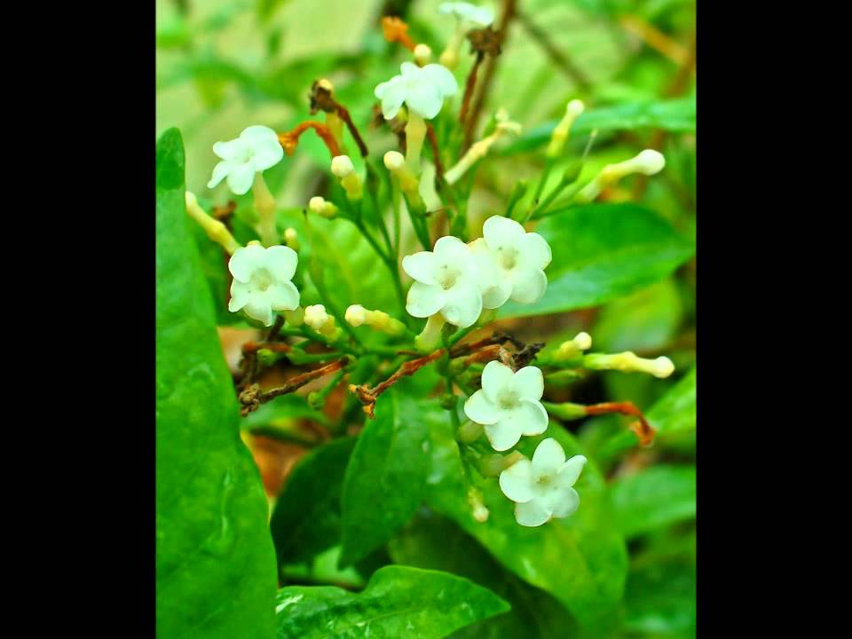 Rauvolfia serpentina (with translation text) YouTube