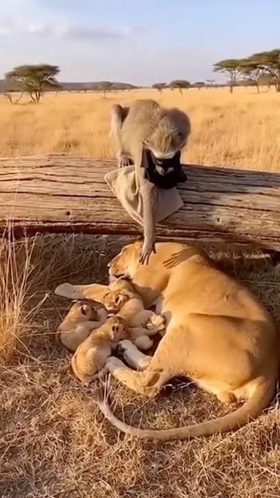 Try Not to Laugh Challenge: Funniest Moment Ever!🤣 #funny #shorts