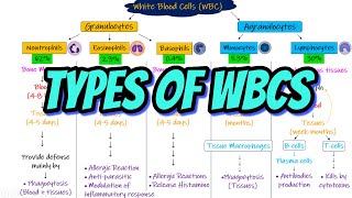 Types of WBCs. Chapter 34 part 1. Guyton and Hall Physiology.