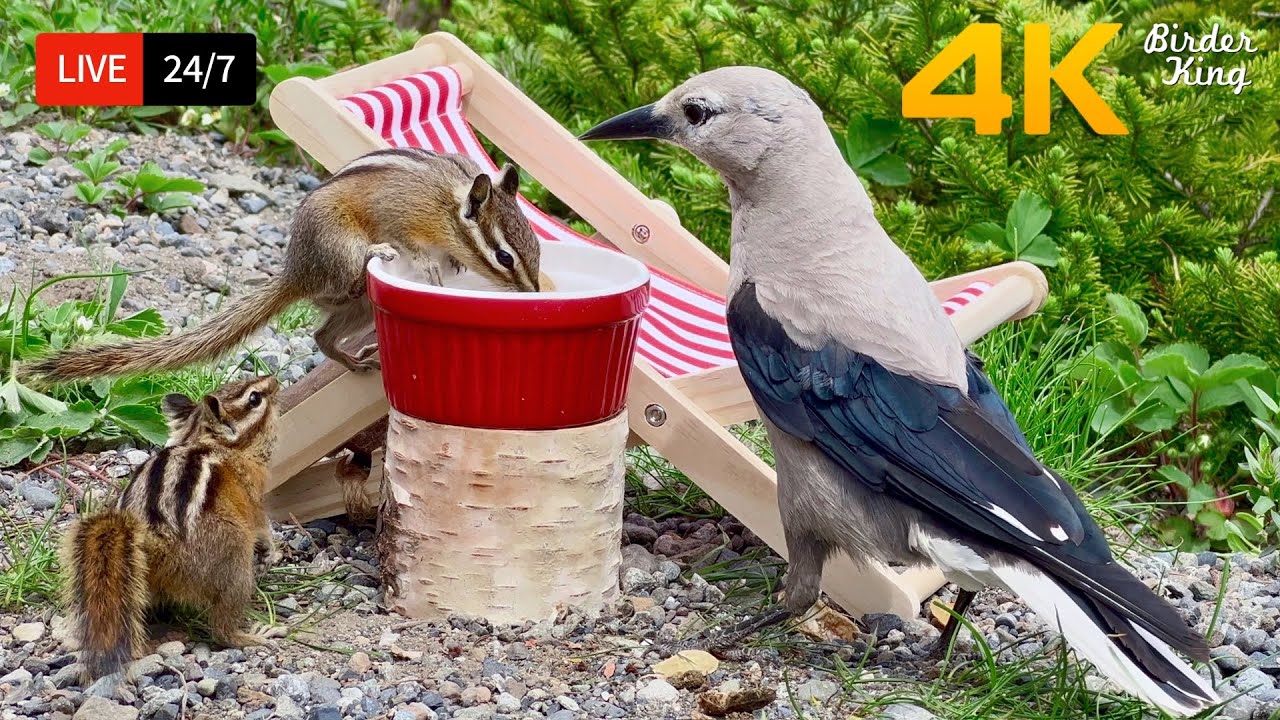 🔴 24/7 LIVE: Cat TV for Cats to Watch 😺 Cute Birds Chipmunks and Squirrels 4K