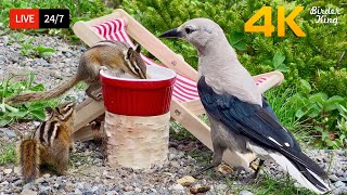 🔴 24\/7 LIVE: Cat TV for Cats to Watch 😺 Cute Birds Chipmunks and Squirrels 4K