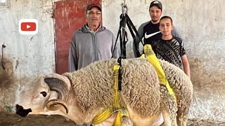 شاهد أضخم حولي عند عبد اللطيف الوعدودي لي وصل 150 kg  في الميزان فرجة ممتعة