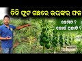       papaya farming in odisha