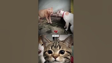 noob vs pro vs hacker ahh moment 💀 #edit #memes #cat #funny #cute #popular #meme #mrbombastic