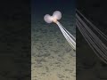 This Looks Fake... But It's 100% Real