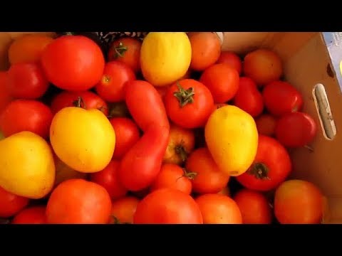 Видео: Как мне узнать, являются ли мои помидоры детерминантными или неопределенными?