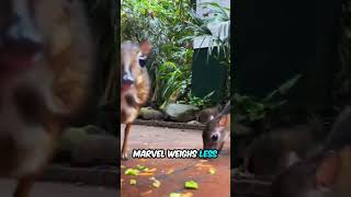 Worlds Tiniest Hoofed Animal Fits In A Shoe