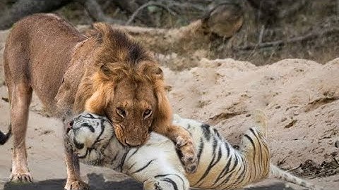 Siberian Tiger gets introduced  to Bengal Tiger 🐅