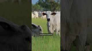 Deltagen Nuevo Avalador Genético