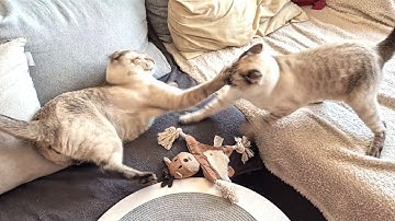 Cats fight over a toy | Siamese cats fighting who