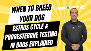 When to Breed Your Dog: Estrus Cycle & Progesterone Testing in Dogs Explained
