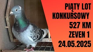Piąty lot konkursowy - 527 km -ZEVEN 1 - 24.05.2025