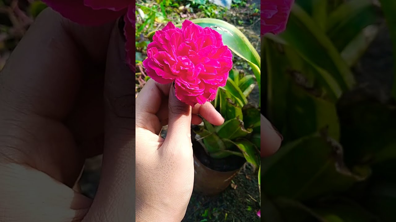 Rose flower πΉ#greenlover #flowerlover #naturelover ️π