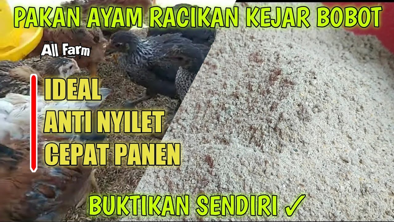 Pakan Ayam Murah Kejar Bobot || Versi IV