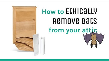 How to Ethically Remove Bats from your Attic
