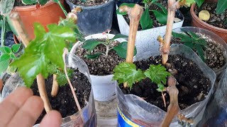 Çubuktan Asma Nasıl Köklendirilir Dikiminden Büyümesine Tek Videoda