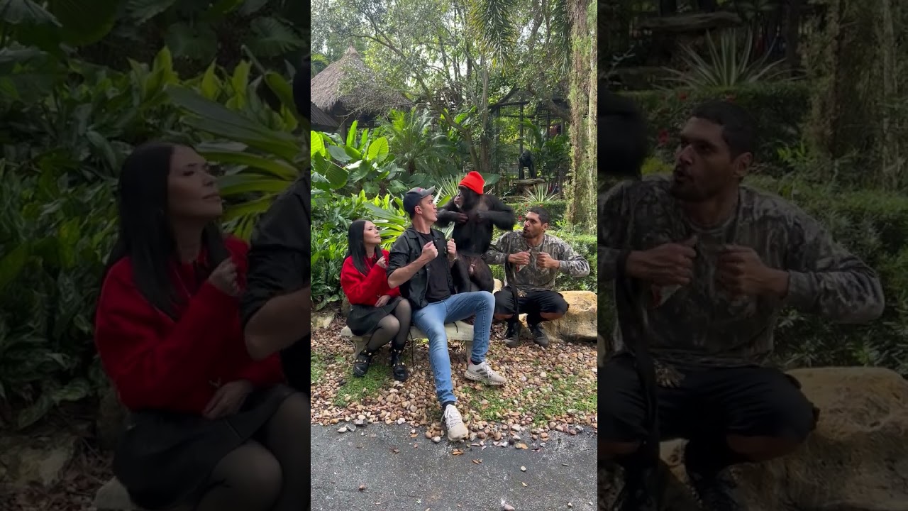 Chimpanzee Displays Affectionate Bond with Human Family