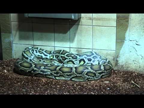 Burmese Python digesting at the Berlin Zoo (Zoologischer Garten)