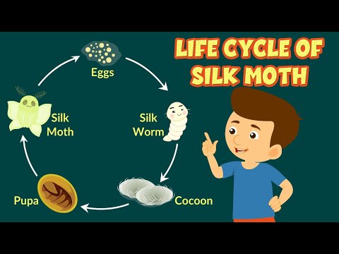 Life Cycle of Silk Moth  | How Silk is Made | Silkworm Life Cycle | Video for Kids