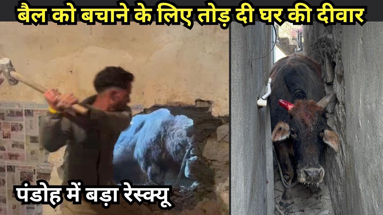 बैल को बचाने के लिए तोड़नी पड़ी घर की दीवार, पंडोह में बड़ा रेस्क्यू |
