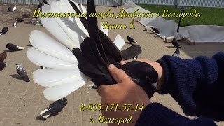 Николаевские голуби Донбасса в Белгороде. Часть 3.(Николаевские голуби Донбасса - https://www.avito.ru/belgorod/ptitsy/nikolaevskie_golubi_donbassa_799324093 Кировоградские голуби ..., 2016-05-04T08:55:38.000Z)