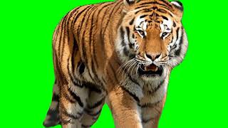 TIGER GREEEN SCREEN VFX !! #greenscreen @VfxKarki_ @Itx_kunwar