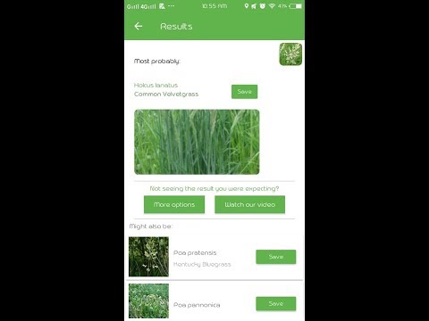Video: Managing Velvetgrass Weeds – Common Velvetgrass Identification and Control