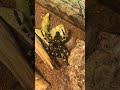 Tarantula molting timelapse