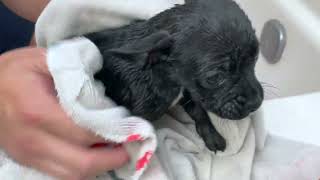 Adorable Bospin Puppies Take Their First Bath!