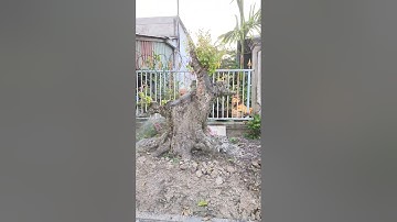 Cây khế bonsai dáng trực gúa triệu đô cực đỉnh #anhducbonsai #bonsai #shortvideo #shorts #caycanh